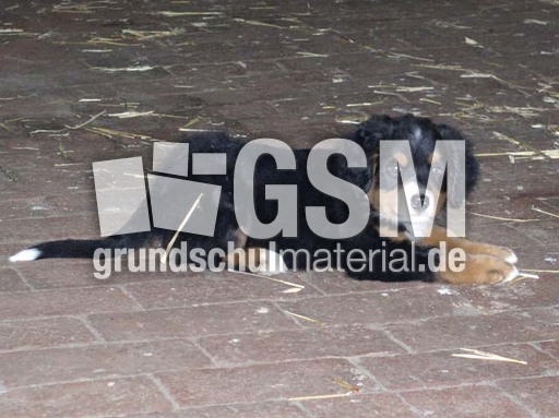 Berner Sennenhund_3.jpg